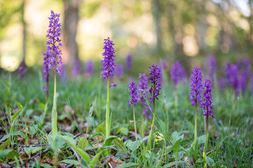 european wild orchid flower