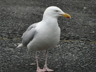 gaviota primer plano