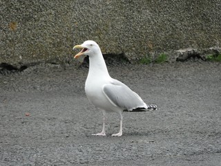 gaviota primer plano