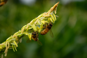 maize plant pollination