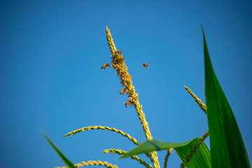 maize flowers and bee