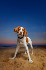 Fototapeta na wymiar Beach dog