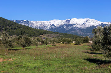 Fototapeta na wymiar Olive grove on a background of snow-capped mountains
