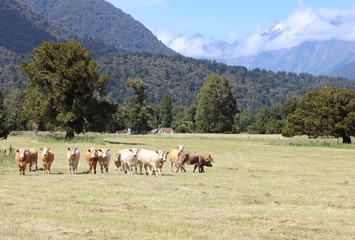 Rinder im Westland Nationalpark. Neuseeland