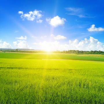 Green wheat field, sunrise and blue sky.