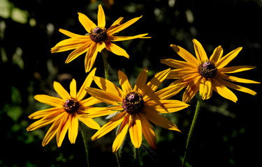 Rudbeckia flowers