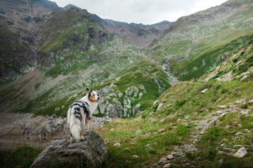 Dog in the mountains. Australian Shepherd in nature, stands on a stone. Landscape
