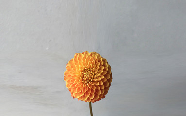 One orange dahlia flower