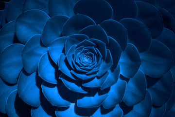 Trend color 2020 classic blue, top view, layout for design. Succulent plant flower in trendy blue...