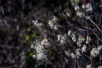 The climbing shrub (Clematis vitalba) with seeds close-up