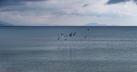 Fluffy clouds background meet a calm dark blue sea and a few seagulls fly over its surface.