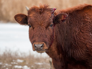 Young bull has horn growing and blood is flowing. Period of illness. Young bulls graze on...