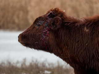 Young bull has horn growing and blood is flowing. Period of illness. Young bulls graze on snow-covered field near river. Cows eat hay in snow 
