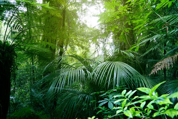 Canopy of green tropical jungle forest - obrazy, fototapety, plakaty