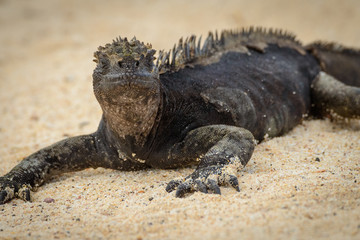 Galapagos Marine Iguana resting on the sand