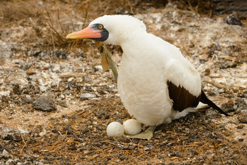 Nazca Booby with eggs in a nest