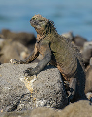 Galapagos Marine Iguana bathing in the intense equatorial sun light