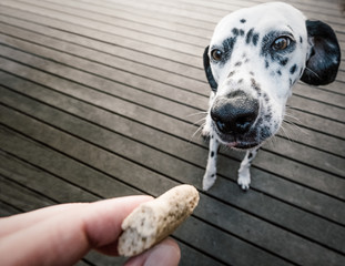 dalmatian dog begging for food