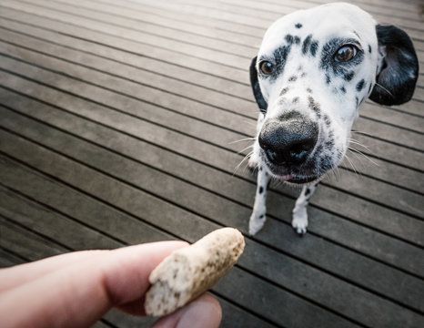 Can Dogs Have Salami? Understanding the Risks and Benefits Is Salami Safe for Dogs? Find Out Now. Learn How to Safely Treat Your Furry Friend