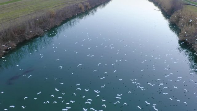 Stormo di uccelli migratori che si riposa vicino a un fiume ripresa con drone