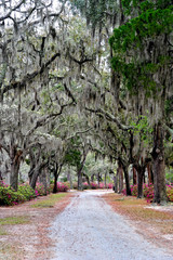 Spanish moss hanging over Bonaventure Cemetery in Savannah, Georgia.