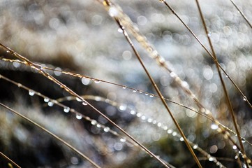 frost on the grass scotland snow winter landscape