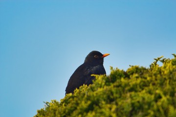 Eine männliche schwarze Amsel sitzt auf einer grünen Hecke vor hellblauem Himmel Hintergrund, Turdus merula