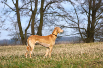 Hunting dog on a rural field background