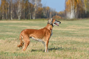 Naklejka na ściany i meble Hunting dog on a rural field background