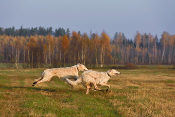 Beautiful russian borzoi dogs