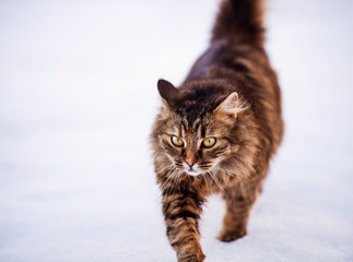 Cat walking outdoors in snow in winter