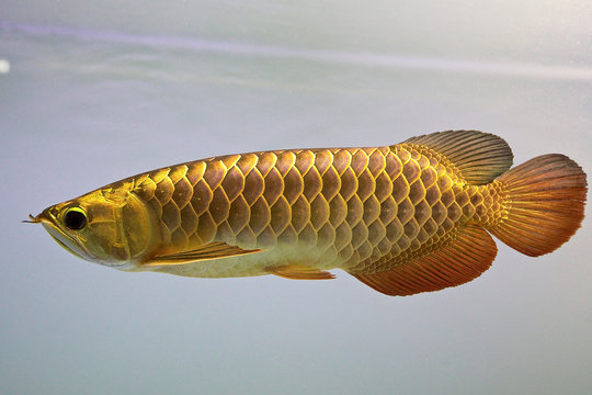 Arowana is sometimes called as dragon fish because it has scales that is colorful.