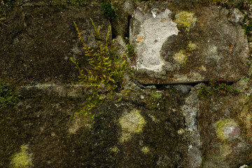 texture old wall brick moldy moss green