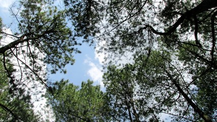 beautiful natural scenery on the hill looks high and big trees in the wind