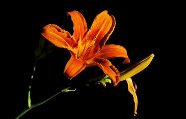 Fototapeta na wymiar Orange lily