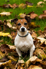 Jack russell