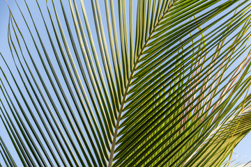 Beautiful big Cocos nucifera palm leaf is on the beach orange sunrise sky background