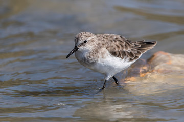 Little Stint Wading