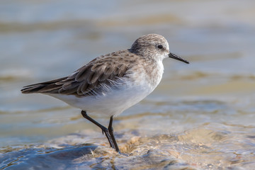Little Stint Wading