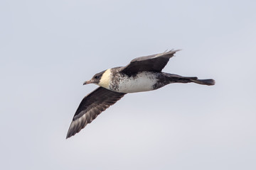 Pomarine Skua Flying