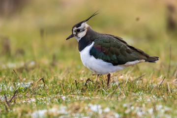 Lapwing (Vanellus vanellus)