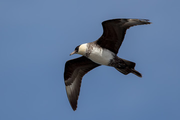 Pomarine Skua Flying