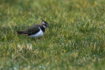 Lapwing (Vanellus vanellus)