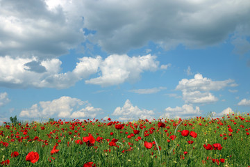 filed with poppies flowers and  blue sky with clouds nature landscape