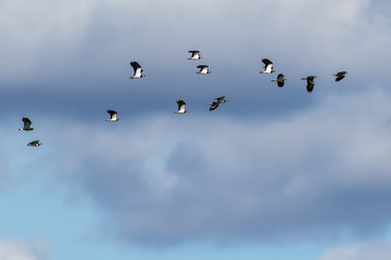 Lapwing (Vanellus vanellus)