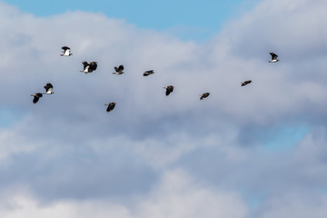 Lapwing (Vanellus vanellus)