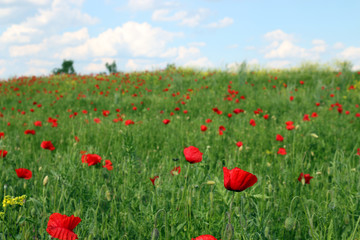 Fototapeta na wymiar meadow with poppies flowers and blue sky nature landscape
