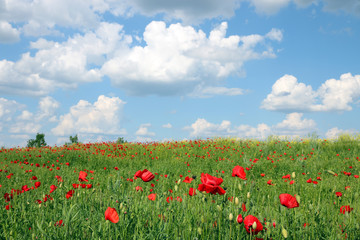 meadow with poppies flowers and  blue sky with clouds nature landscape
