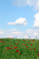 poppies flowers and  blue sky in spring
