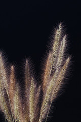 golden illuminated bristlegrass